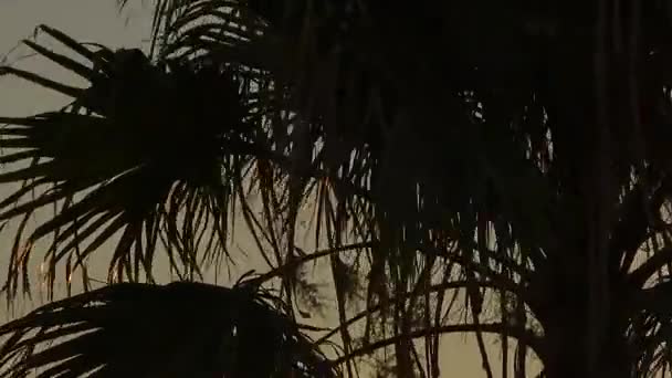 Silhouette of palm trees at sunset — Stock Video