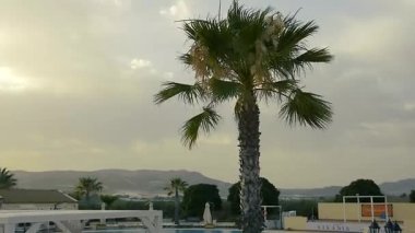 Gün batımında palmiye ağaçlarının silueti