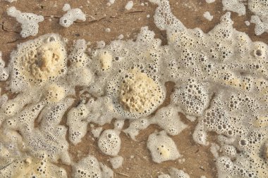 Sahildeki kirlilikten sarı köpük #2