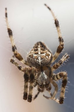 Araneus Diadematus #8