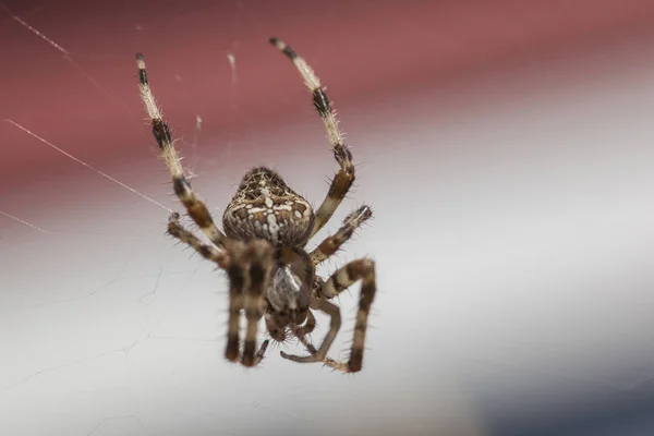 Araneus Diadematus # 6 — Foto Stock