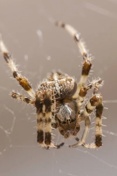 Araneus Diadematus # 11 — Foto Stock