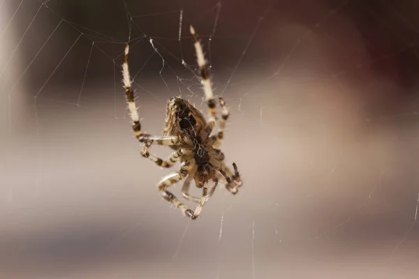 Araneus diadematus #2 — Zdjęcie stockowe