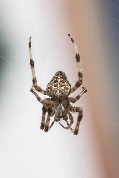 Araneus Diadematus # 7 — Foto Stock