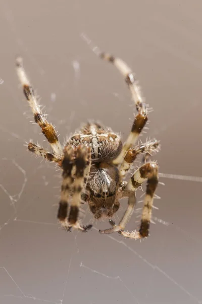 Araneus Diadematus # 12 — Foto Stock