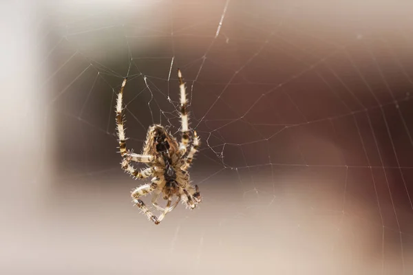 Araneus diadematus —  Fotos de Stock