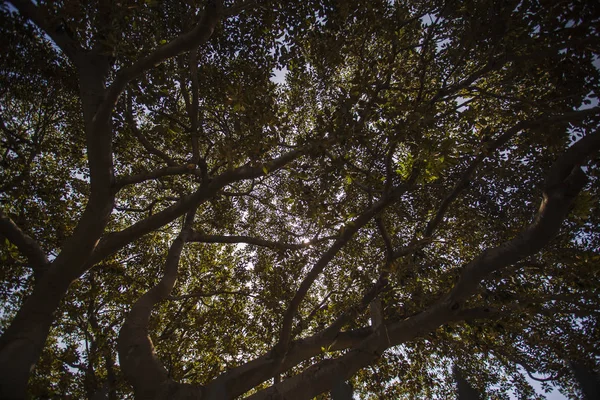Strom větví textura — Stock fotografie