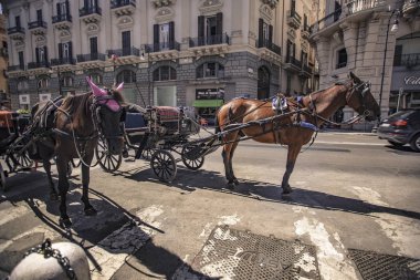Palermo 'da at arabası ve atlar