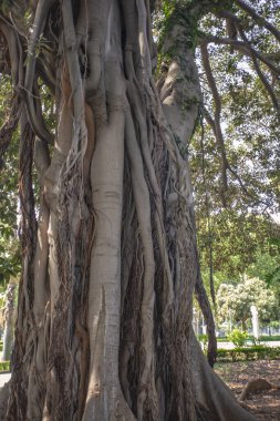Sicilya 'da Ficus makrophylla.