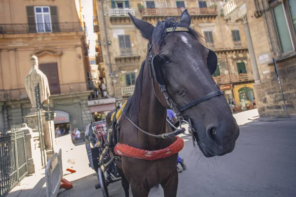 Transporte y caballos en Palermo 4 — Foto de Stock