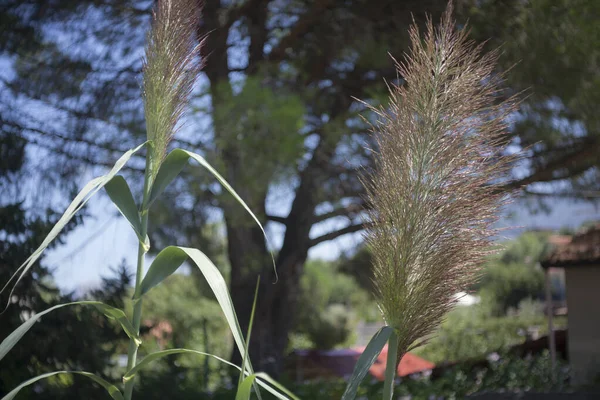 Pamapas Grass στη Σικελία — Φωτογραφία Αρχείου