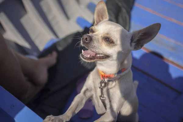 Chihuahua DOG sorridente — Foto Stock