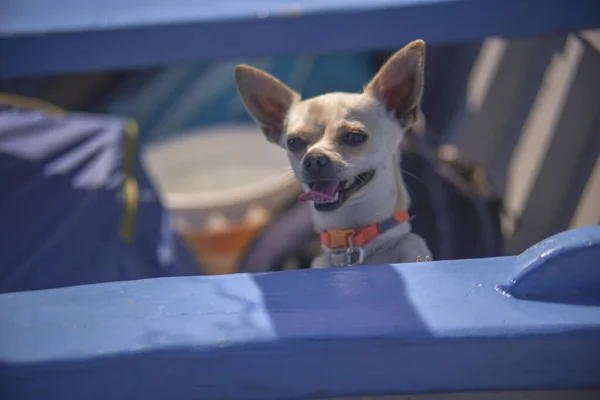 Chihuahua in barca 5 — Foto Stock