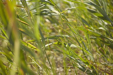 Çimen yaprakları 5