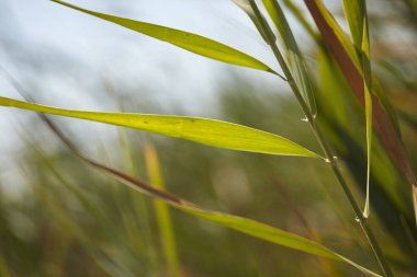 Çimen yaprakları 4