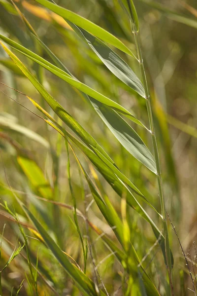 Ostrza trawy — Zdjęcie stockowe