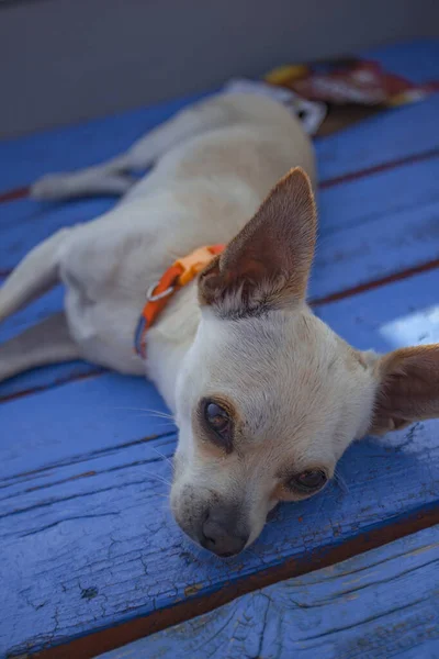 Chihuahua dormire durante un viaggio — Foto Stock
