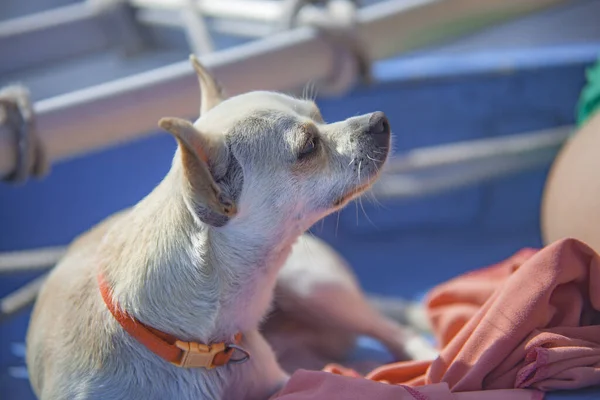 Chihuahua in barca 8 — Foto Stock