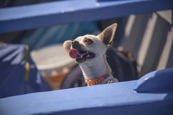 Chihuahua in barca 4 — Foto Stock