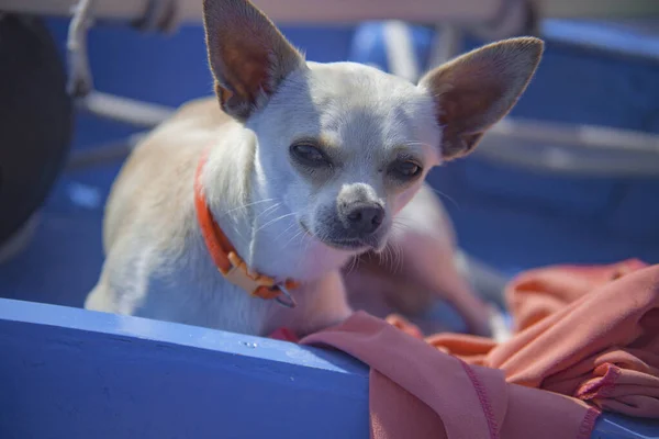 Chihuahua in barca 9 — Foto Stock