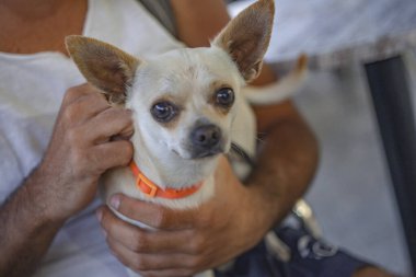 Chiuaua 13 'e bakıyor.