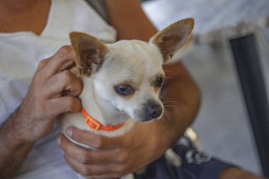 Chiuaua ileri bakıyor.