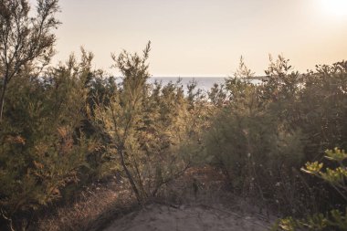 Sahilde bitki örtüsü