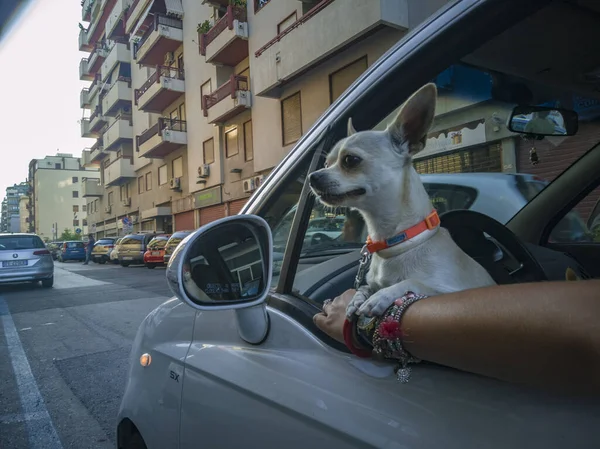Chihuahua dog leans out of the car 2 — Stock Photo, Image