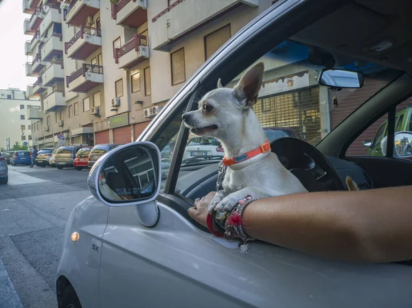 Chihuahua dog leans out of the car — Stock Photo, Image