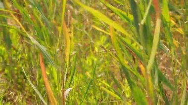 Sicilya 'da çimenler rüzgarda uçuşuyor