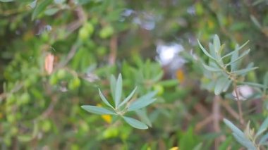 Güneşli bir yaz bahçesinde yapraklar