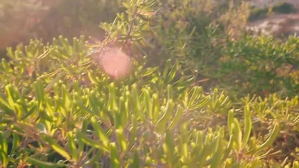 Mediterrane Hecke Sizilien Bei Sonnenuntergang — Stockvideo