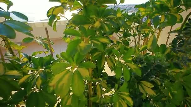 Mediterrane Hecke Sizilien Bei Sonnenuntergang — Stockvideo