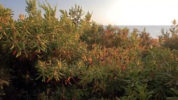 Medelhavshäcken Sicilien Solnedgången — Stockvideo