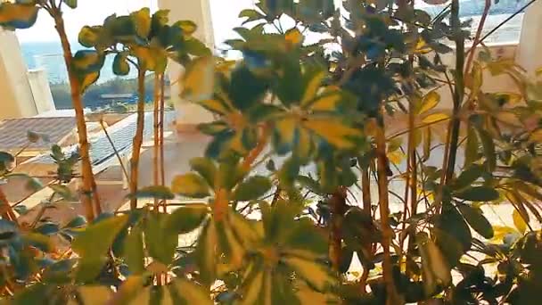 Mediterrane Hecke Sizilien Bei Sonnenuntergang — Stockvideo