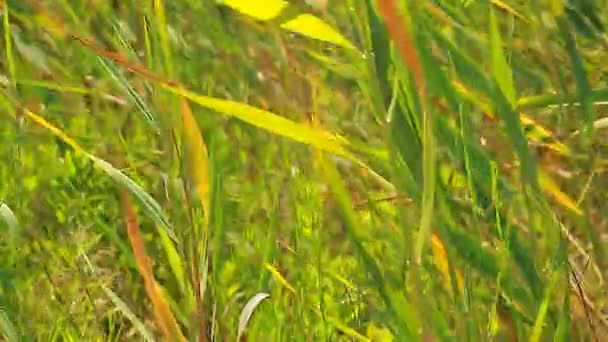 Graben Gras Von Landwirtschaftlichen Feld — Stockvideo