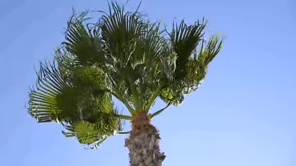 시칠리아의 바람에 흔들리는 야자나무 — 비디오