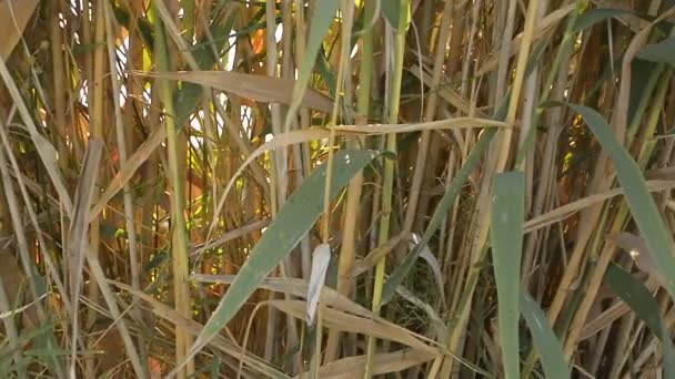 Natural Grass Sicilian Garden — Stock Video