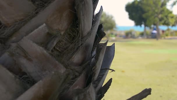 Écorce Palmier Dans Jardin Sicilien — Video