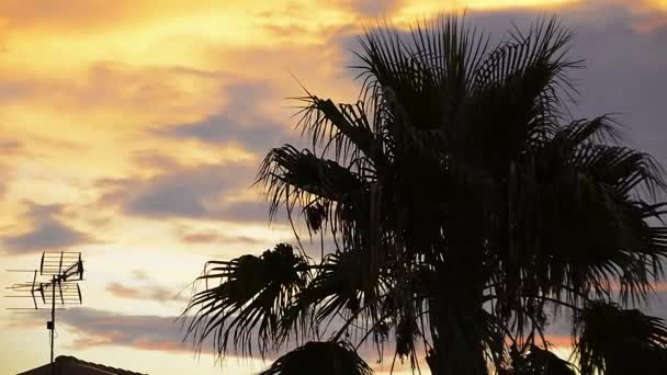 Sicilya Manzarasında Gün Batımında Siluet Palmiye Ağaçları — Stok video