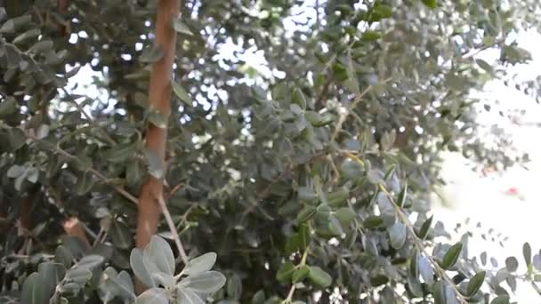 Zweige Mit Grünen Blättern Der Natur — Stockvideo