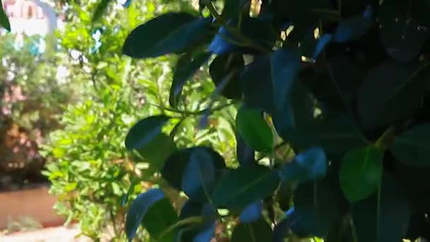 Levélváz Mediterrán Növényzetben — Stock videók