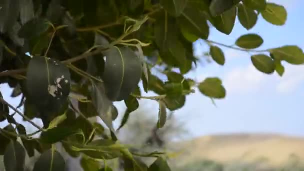 Listový Rám Středomořské Vegetaci — Stock video
