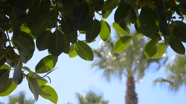 Foliage Frame Mediterranean Vegetation — Stock Video