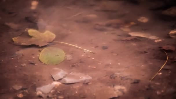 Хлопчик Лежить Лісі Занурений Природу — стокове відео