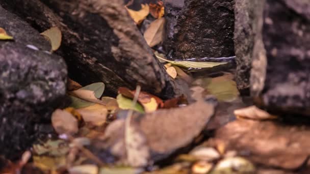 Foglie Autunnali Sul Torrente Con Acqua — Video Stock