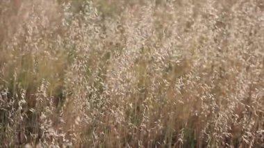 Alfalfa tarlası gün batımında rüzgarla hareket etti.
