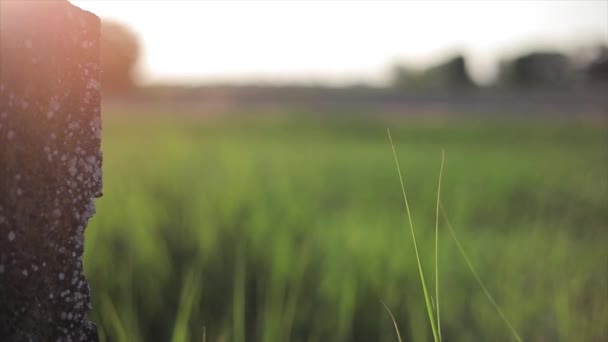 Campagne Italienne Paysage Coucher Soleil — Video