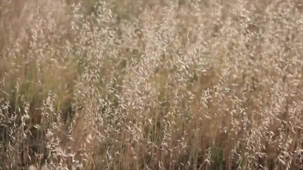 Alfalfa Veld Bewogen Door Wind Bij Zonsondergang Licht — Stockvideo