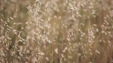 Alfalfa tarlası gün batımında rüzgarla hareket etti.